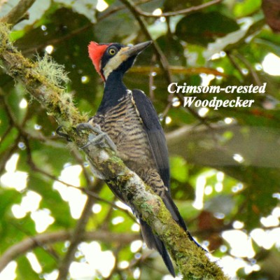 Crimson-crested Woodpecker